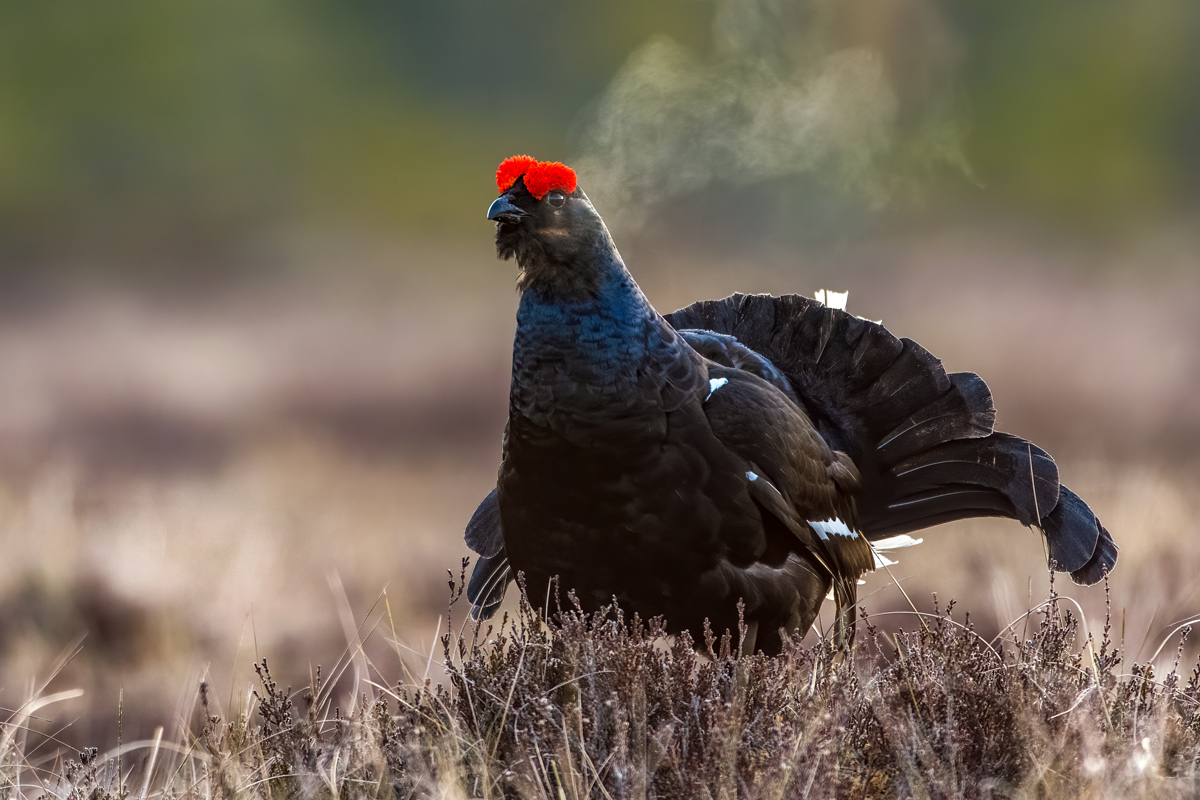 Das Birkhuhn war um 1900 in Niedersachsen weit verbreitet. Eines der größten Vorkommen lag im Großen Moor bei Gifhorn. Heute gibt es nur noch etwa 130 Individuen auf Truppenübngsplätzen in der Lüneburger Heide. Foto: Dick Wålin (CC BY-SA 4.0)