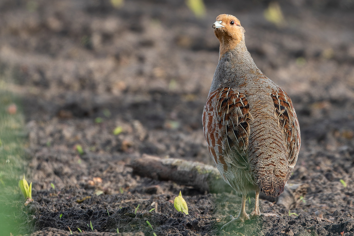 Vom Rebhuhn gibt es noch etwa 4.000 Reviere in Niedersachsen. Wenn es nicht zu den nächsten ausgestorbenen Hühnervogelarten in Norddeutschland zählen soll, müssen die Lebensbedingungen für diese Art deutlich verbessert werden. Foto: Friedemann Arndt