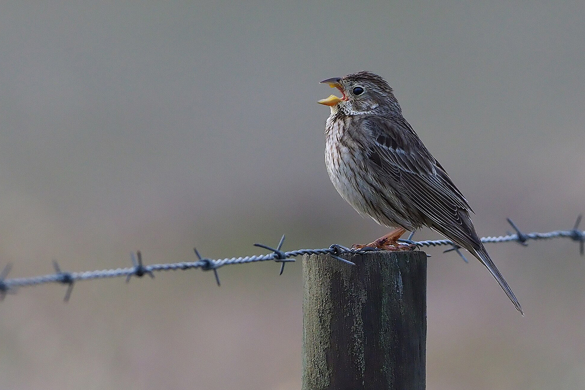 Zeitgleich starb auch die Grauammer aus. Erstaunlicherweise wandert sie in letzter Zeit wieder von Osten aus ein. Foto: Frank Vassen (CC BY 2.0)