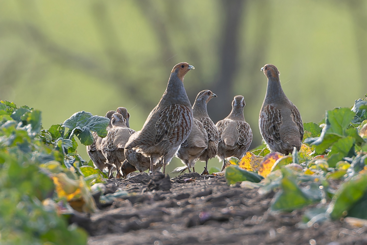 Außerhalb der Brutzeit leben Rebhühner in Verbänden, sogenannten Ketten. Foto: Friedemann Arndt