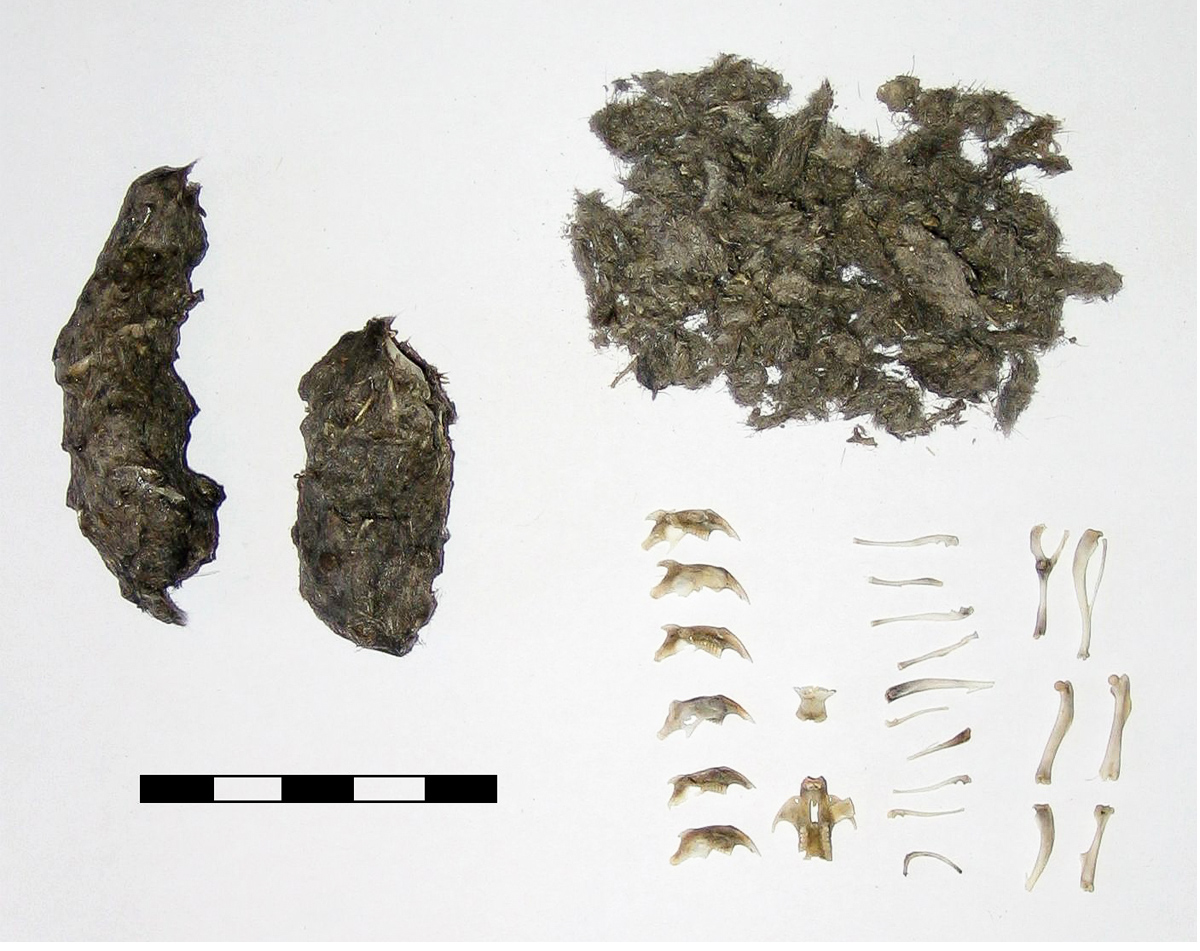 Weiß man, wo die Gewölle gefunden wurden, liefert eine genaue Untersuchung wertvolle Informationen. Foto: BastienM