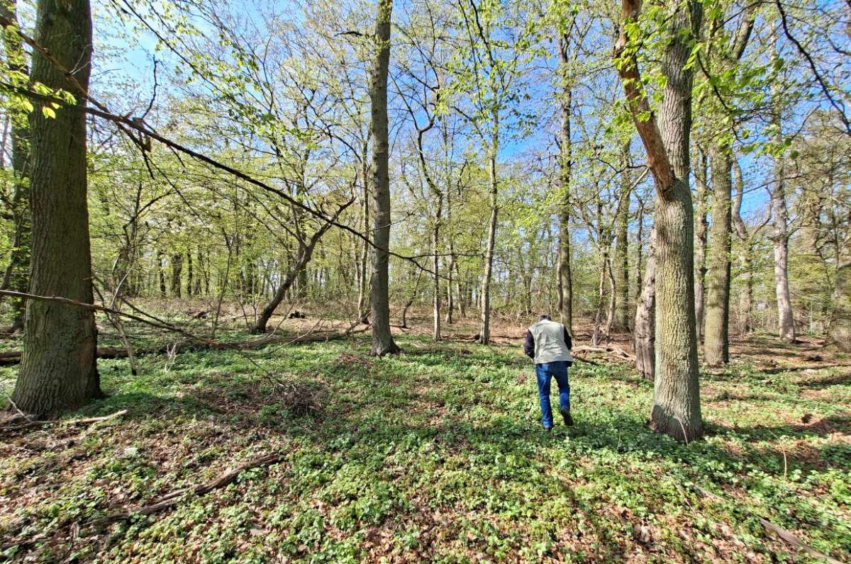 NABU Braunschweig plant neues Fledermausquartier an den Herzogsbergen