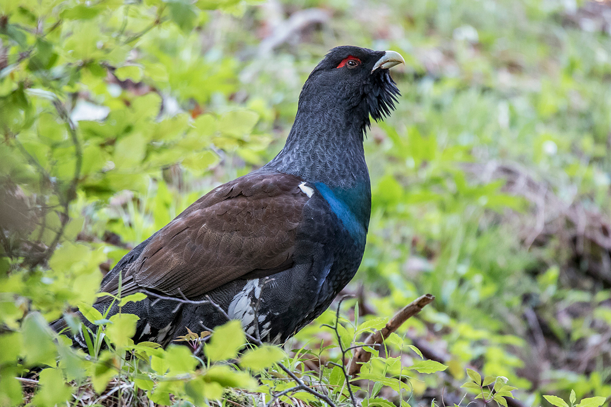 Das Auerhuhn starb Anfang des 20. Jh. in Niedersachsen aus. Alle Auswilderungsprojekte, teils noch in den 1980er Jahren durchgeführt, scheiterten. Foto: Dario Quattrin (CC BY-SA 4.0)