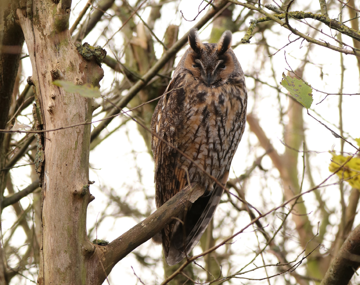 Meldung von Eulenvorkommen und Sammlung von Gewöllen