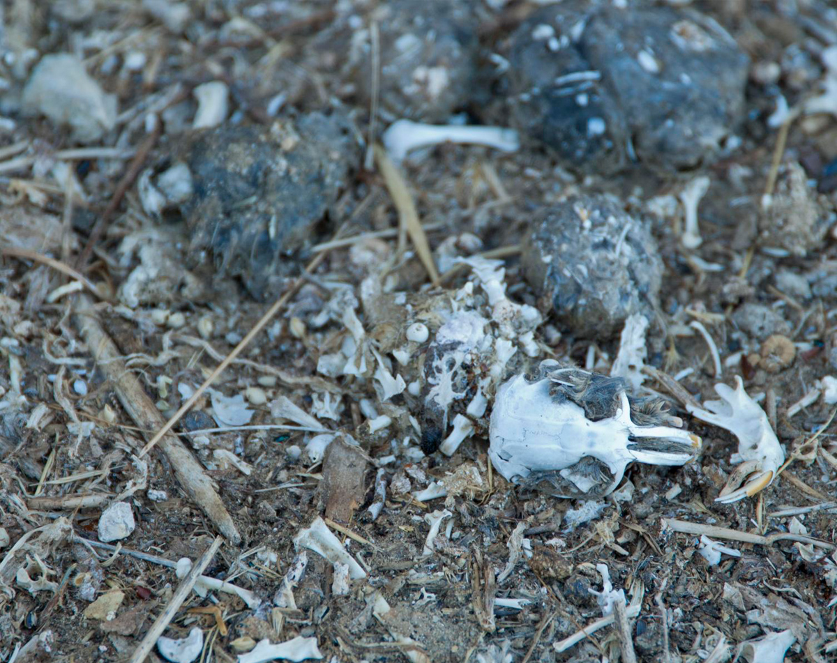 In den Gewöllen von Eulen finden sich oft Schädel und Knochen von Mäusen oder Spitzmäusen. Foto: Sarah Swenty/USFWS (CC-BY 2.0)
