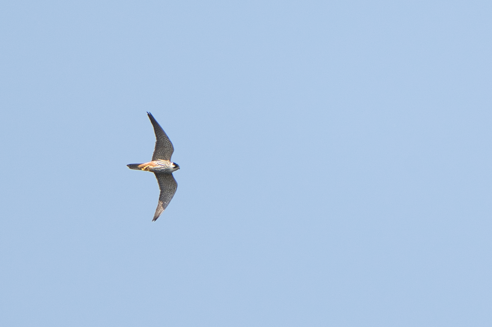 Baumfalke