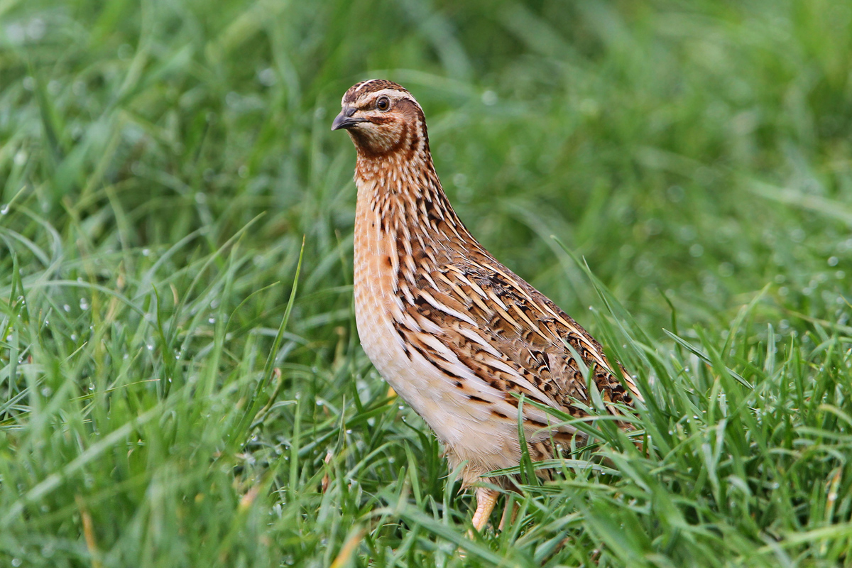 Die Wachtel steht in Niedersachsen auf der Vorwarnliste. Der Bestand wird auf etwa 5.000 Reviere geschätzt. Foto: Christoph Moning (CC BY 4.0)