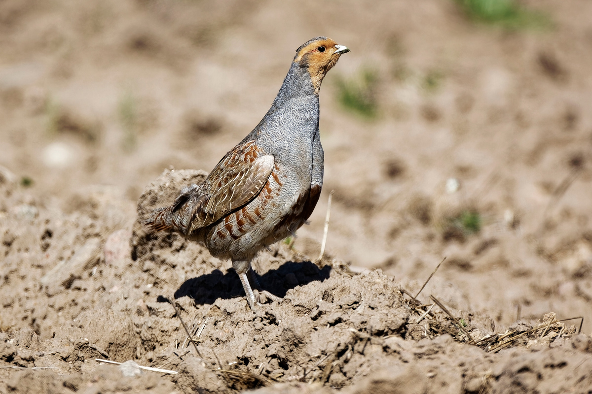 Auf zu offenen Flächen fehlt jedoch oft die nötige Deckung, um vor Feinden versteckt brüten zu können. Foto: Holger Teichmann