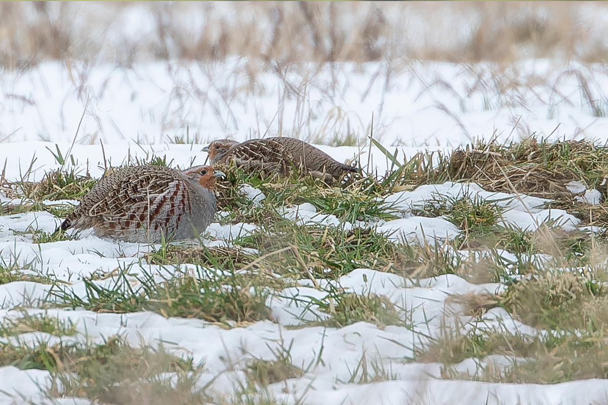 Der Winter kann eine harte Zeit für Rebhühner sein. Die Sterblichkeit ist dann am höchsten. Foto: Friedemann Arndt