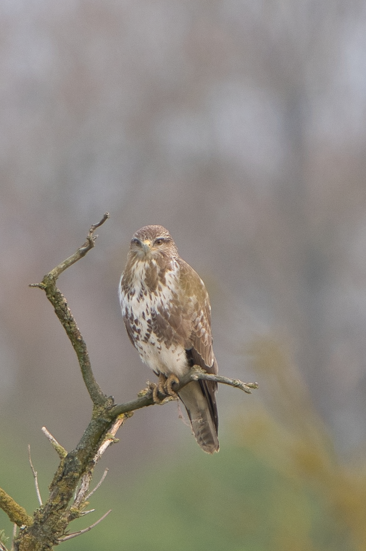 Mäusebussard