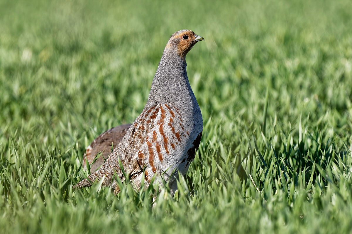Das Rebhuhn kommt in unserer Agrarlandschaft zwar noch vor, muss aber mit immer lebensfeindlichen Bedingungen kämpfen. Foto: Holger Teichmann