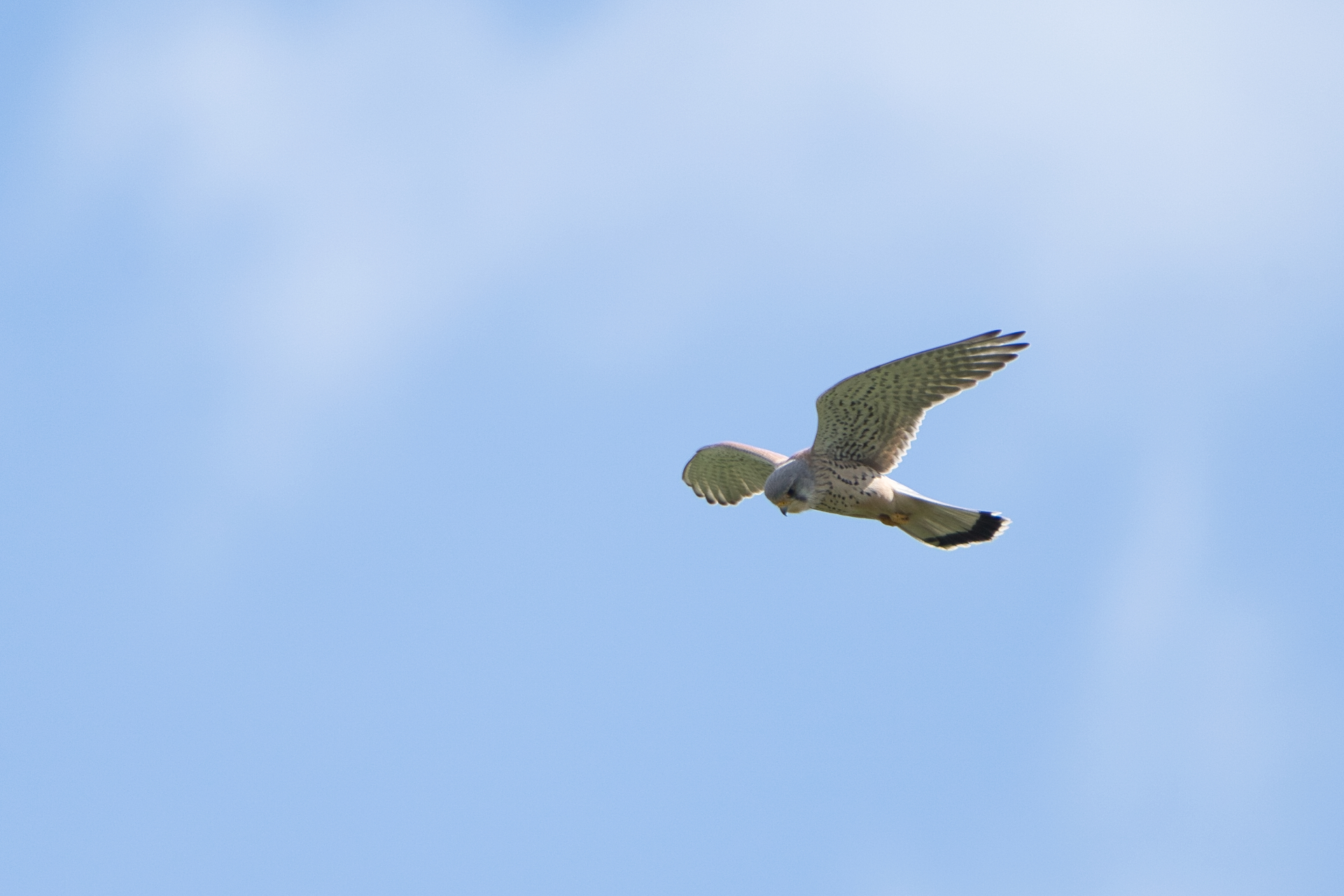Turmfalke
