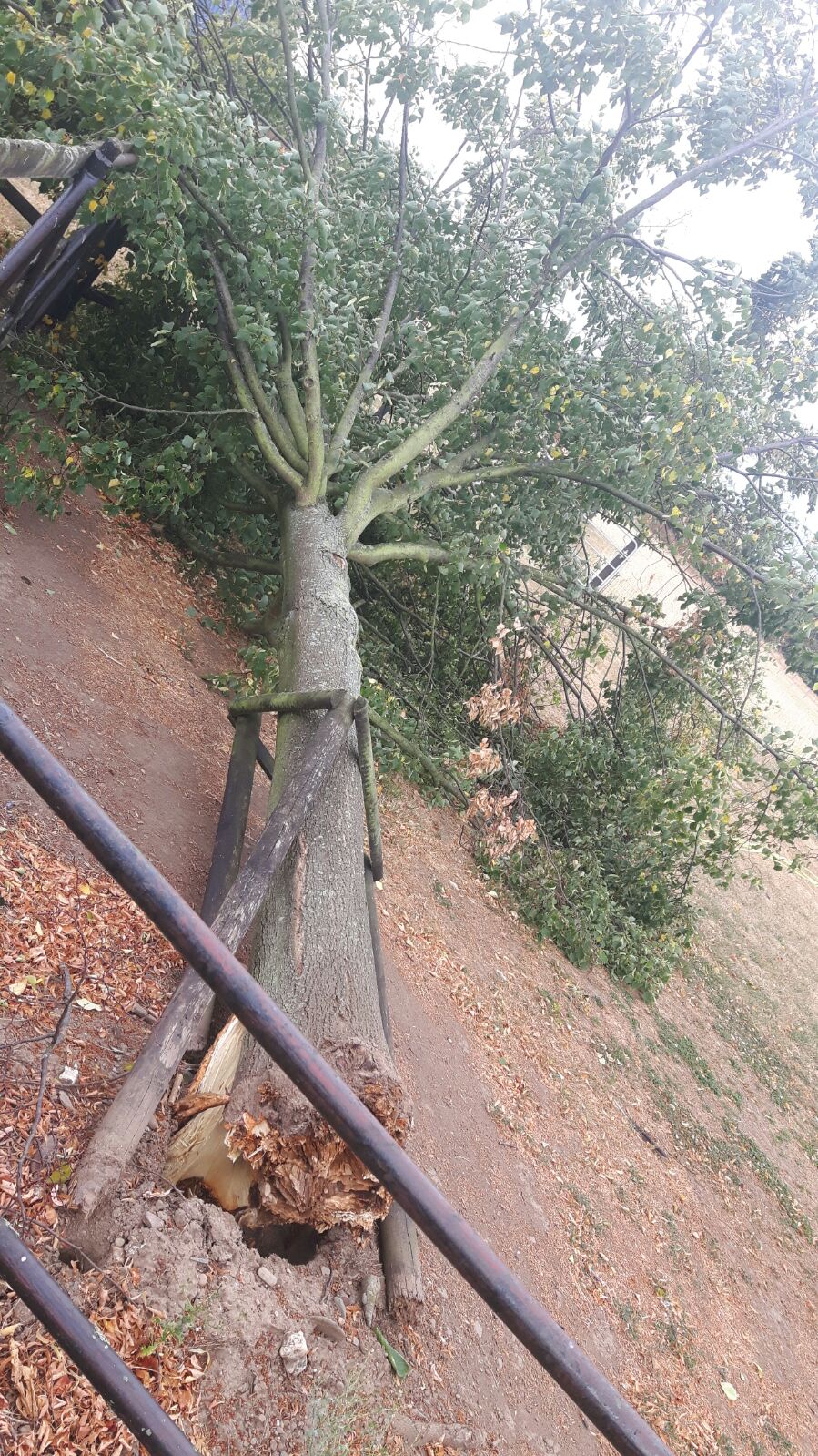 Noch ein Wetterereignis - unser Lindenbaum fiel einer starken Windböe zum Opfer :-(