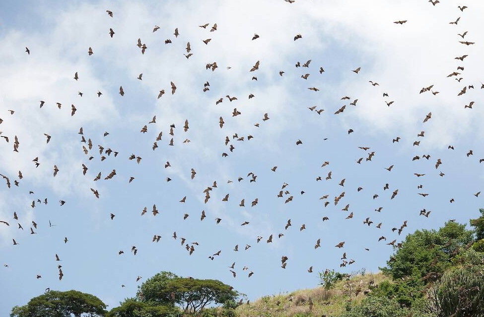 Flying bats 