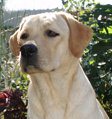 labrador By George