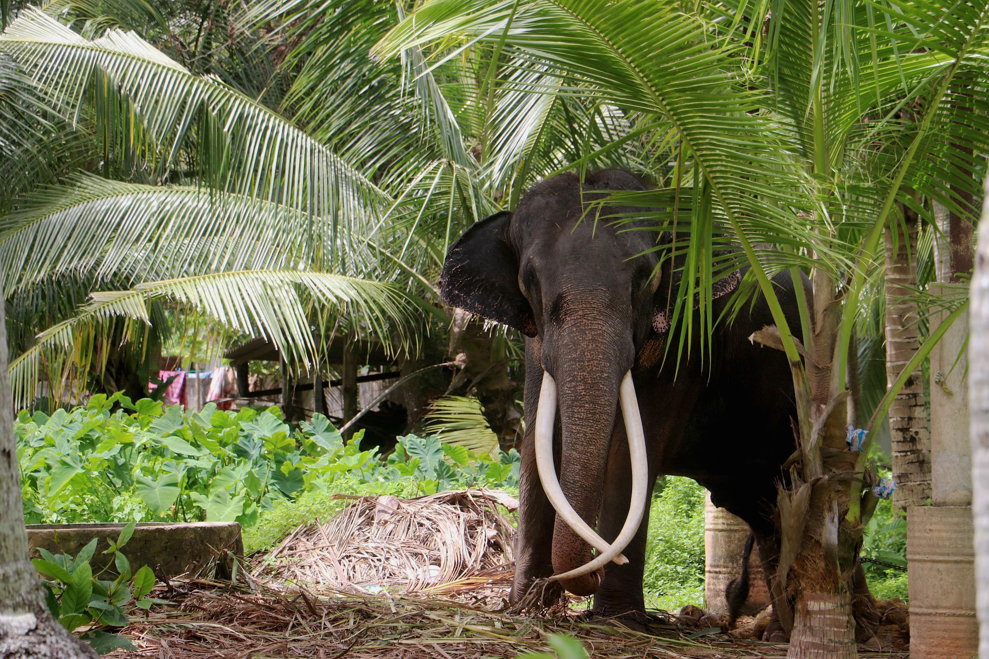 Elephant between trees at the roadside