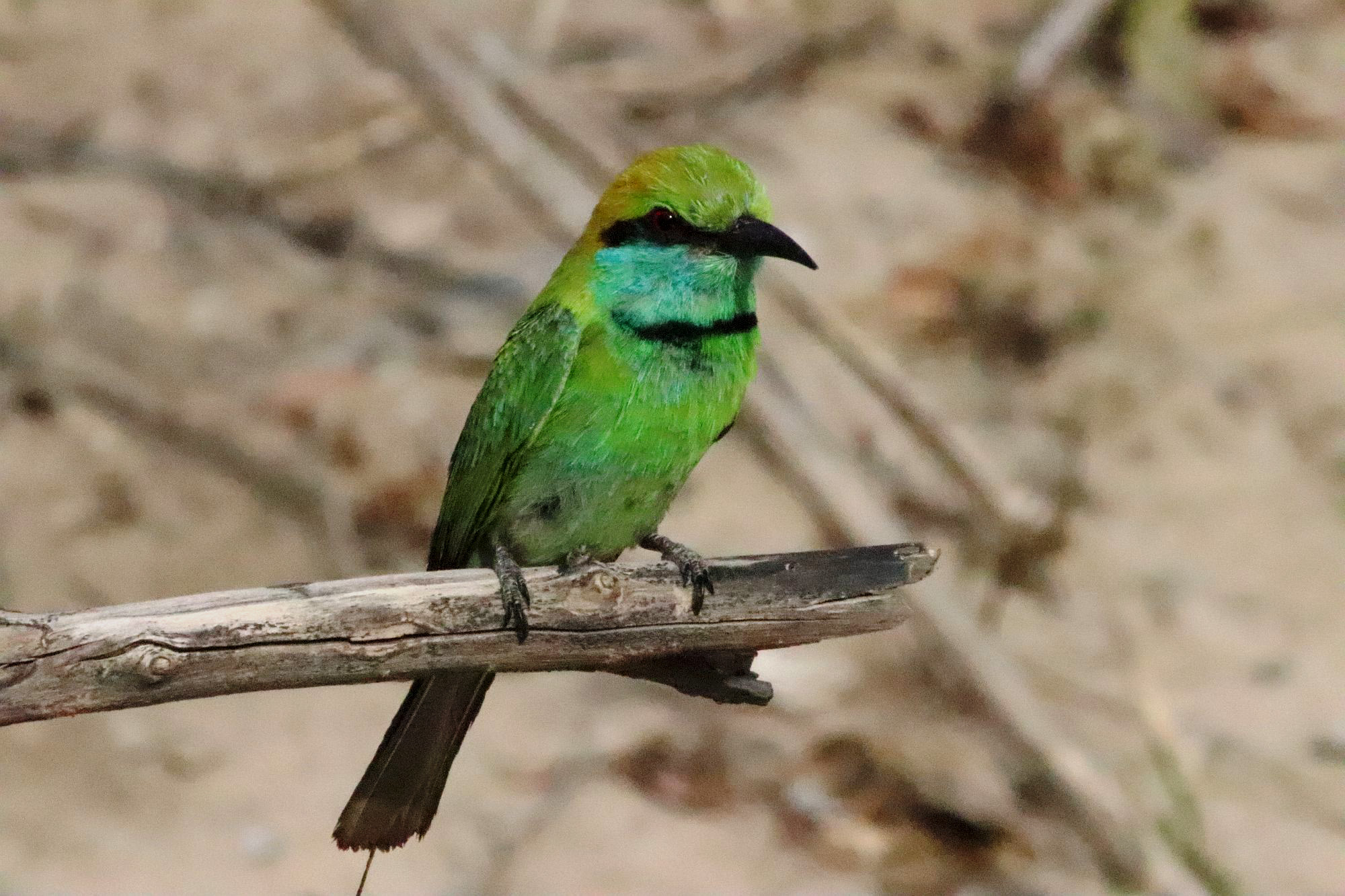 Green colibri