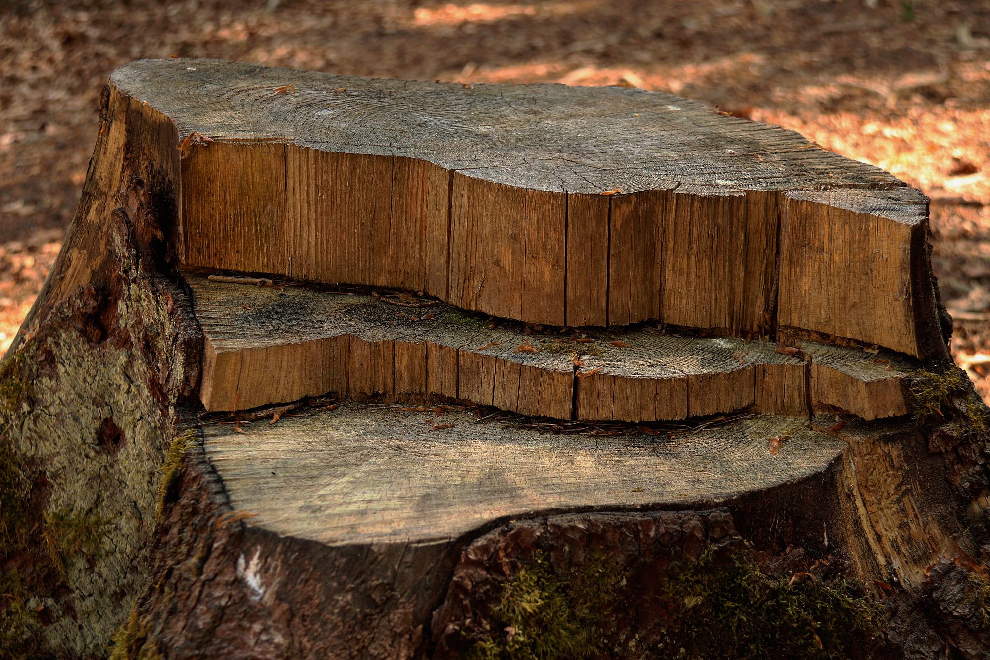 Sawed stump