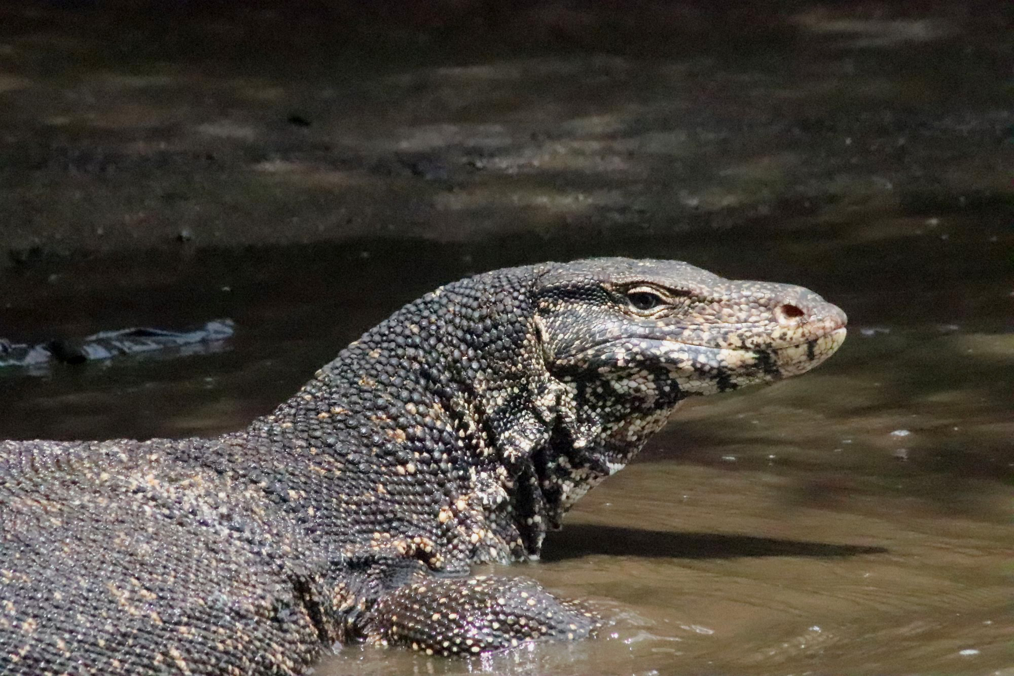 Komodowaran