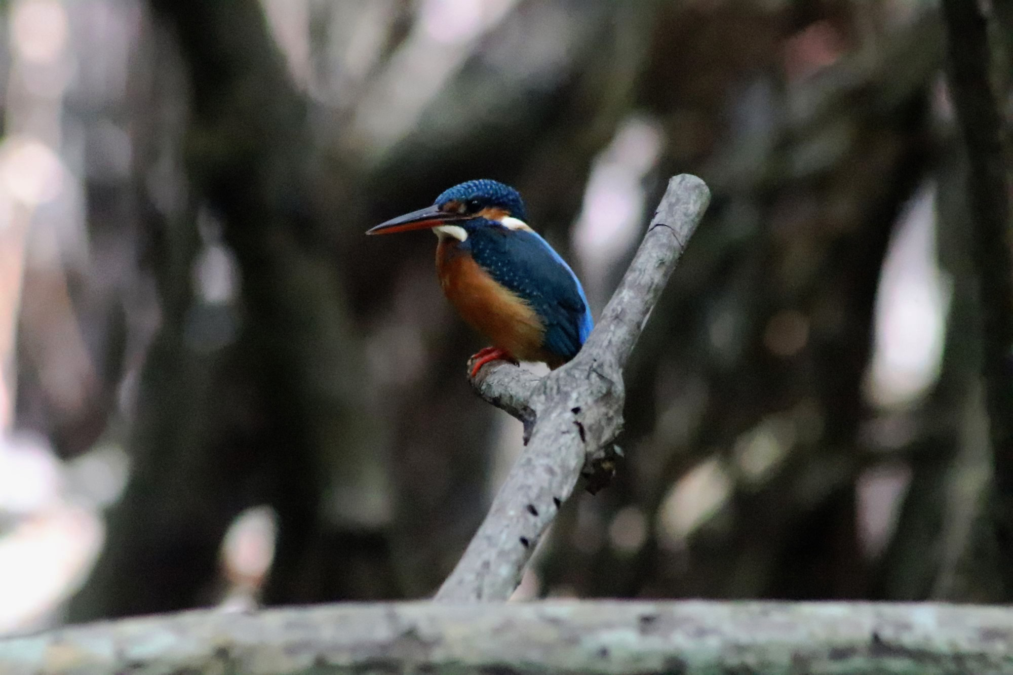 Eisvogel