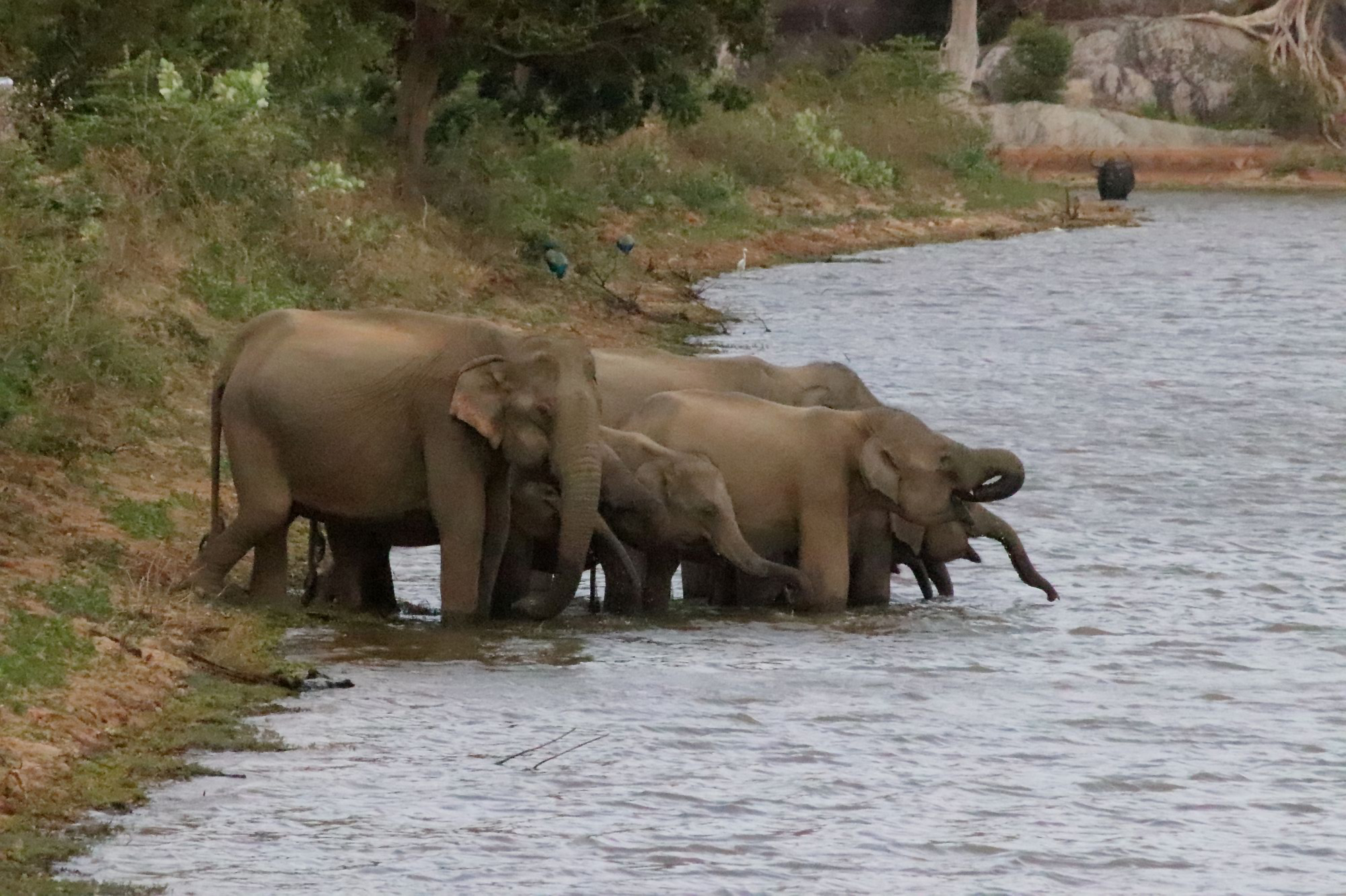 Elephant drove crossing a river