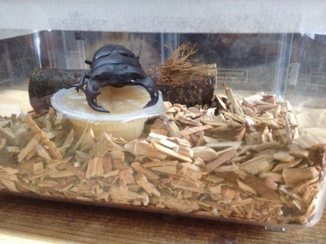 クワガタのおふとん 成虫専用飼育マット いび森林資源活用センター オンライン事業部