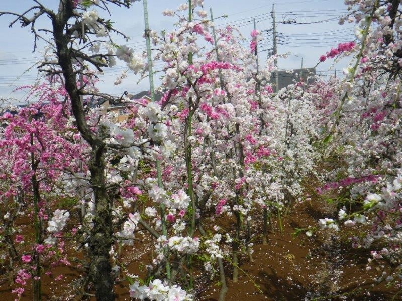 だんだんと太くなります。