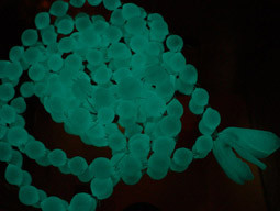 glow in the dark pigment