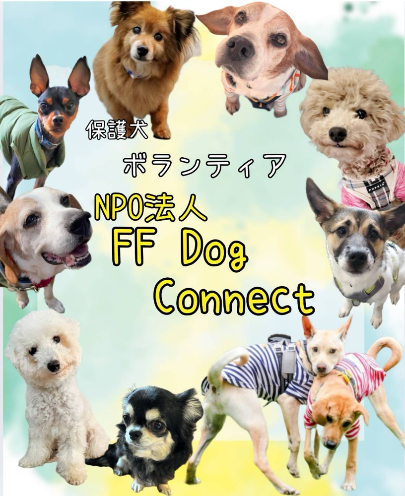 Amazon.co.jp: ホワイト・ゴッド 少女と犬の狂詩曲(ラプソディ