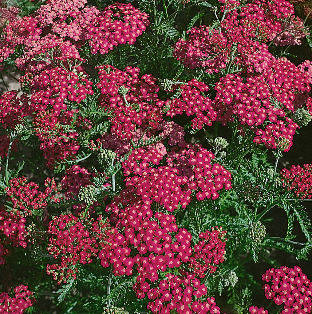 Achillea millefolium ‘Cherry Queen’ lesjardinsdegrenelle