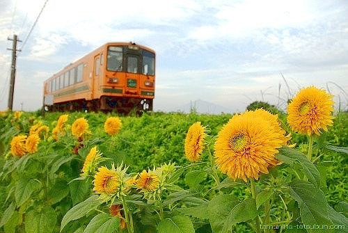 津軽平野を行く　津軽鉄道「走れメロス号」