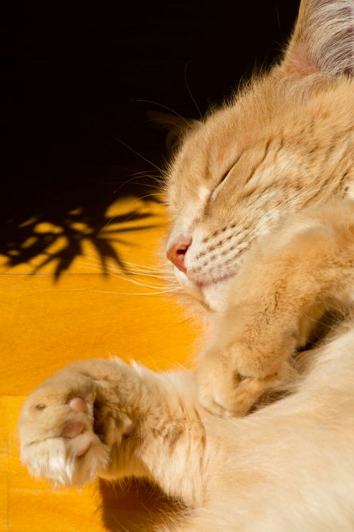 Soins énergétiques à distance en Suisse pour soutenir le rétablissement de votre animal, apaiser ses peurs et mieux comprendre ses réactions