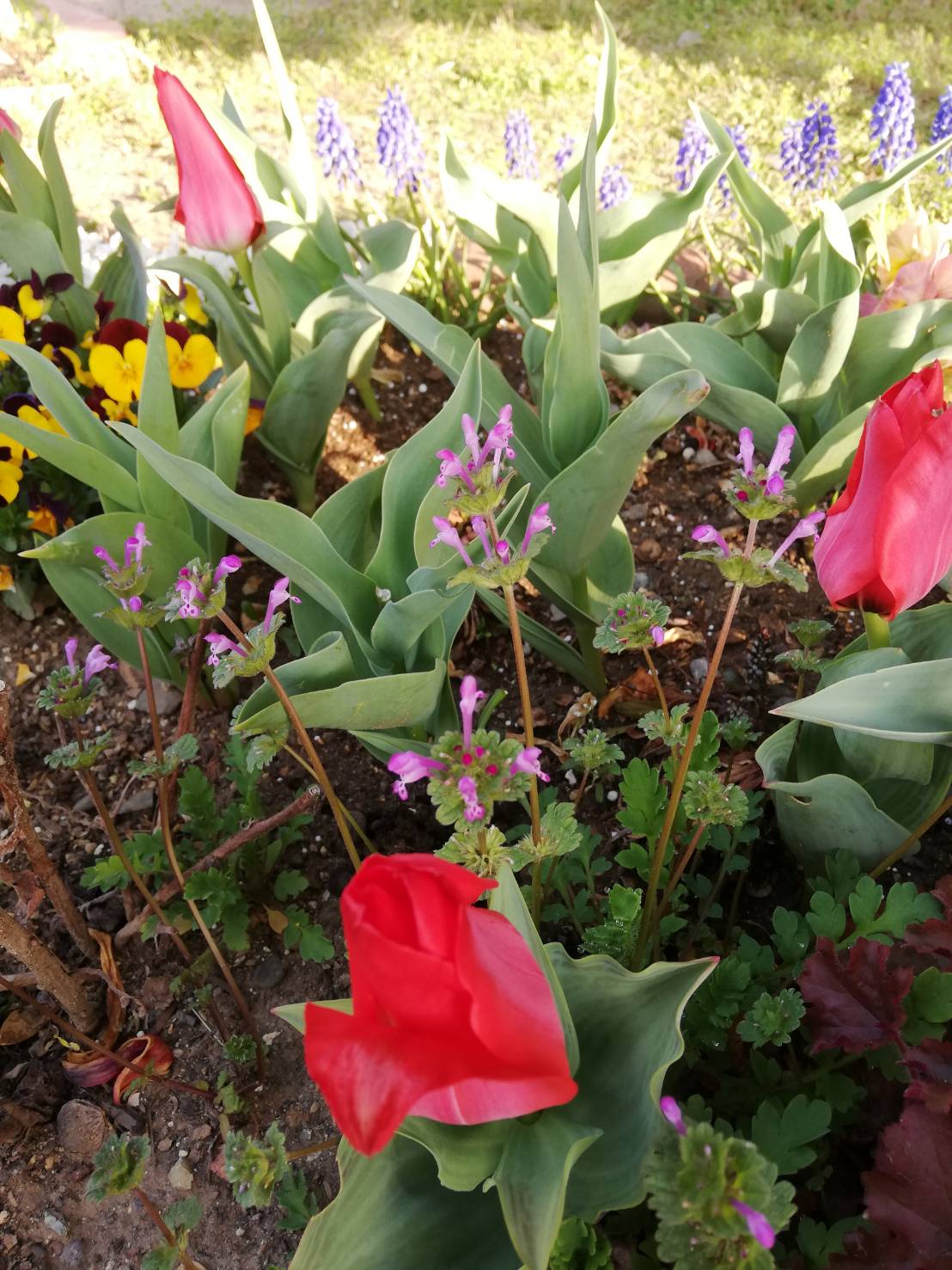 れんげ草 花言葉 れんげ草 花言葉
