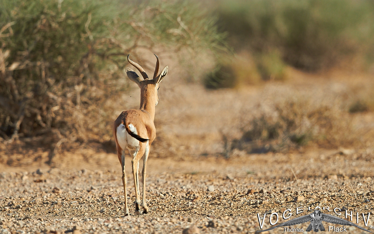 Dorkasgazelle, Dorka Gazelle, Gazella Dorkas Vogelarchiv viele gute