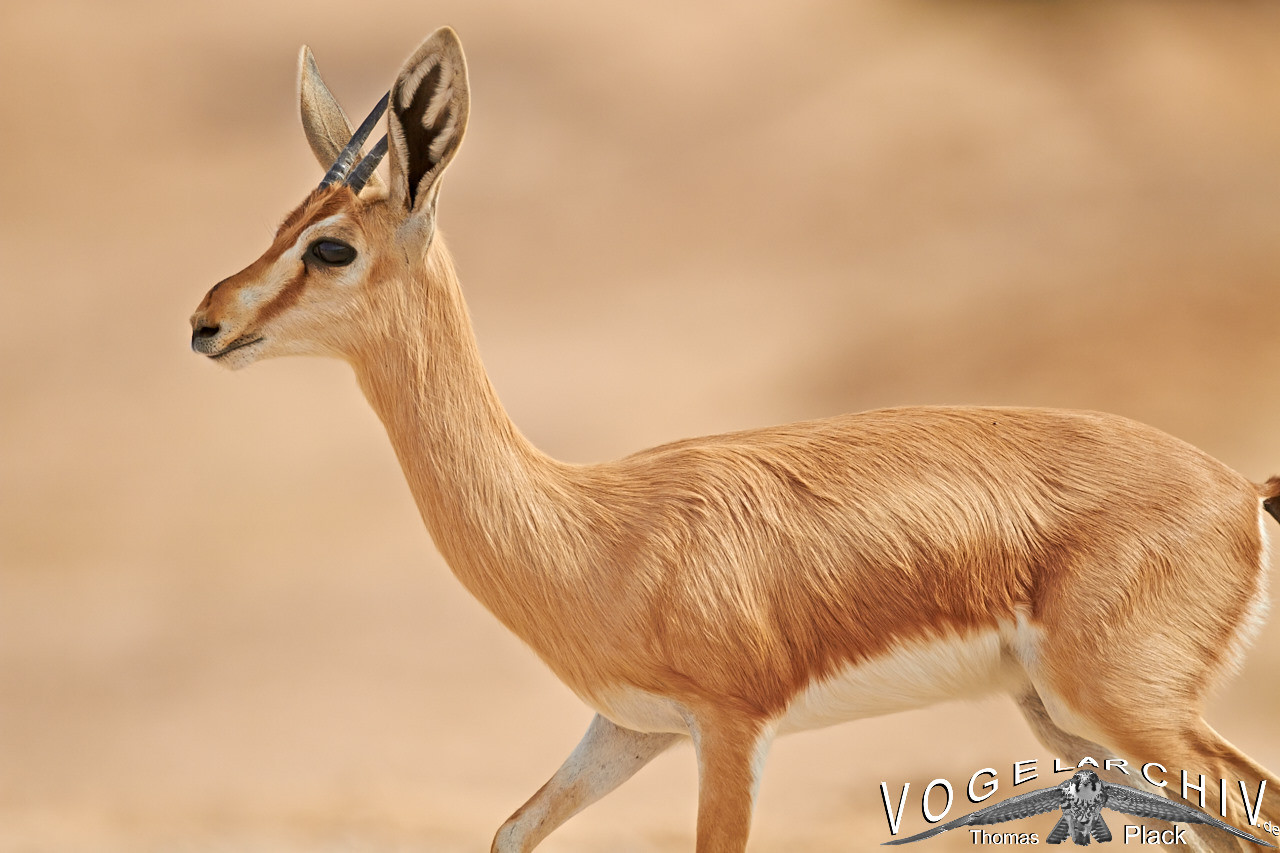Dorkasgazelle, Dorka Gazelle, Gazella Dorkas Vogelarchiv viele gute