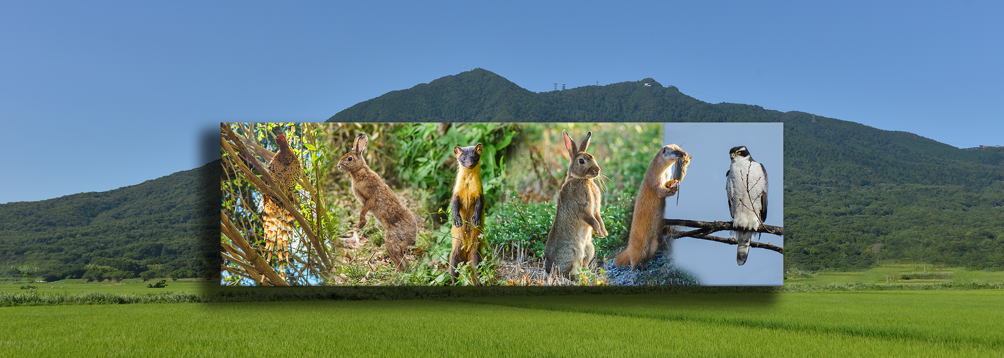 Home Wildlife Snapshots Mount Tsukuba 筑波山と守谷市の野生動物 Home Wildlife Snapshots Mount Tsukuba 筑波山と守谷市の野生動物