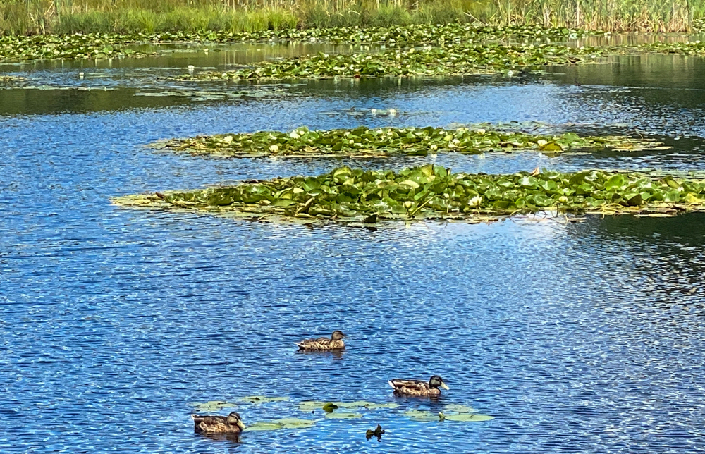 Roberner See