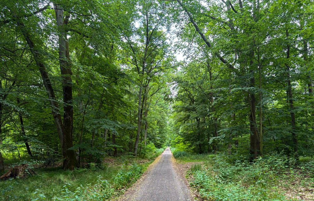 Waldautobahn