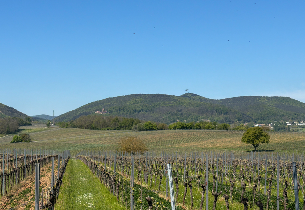 Pfälzer Wald