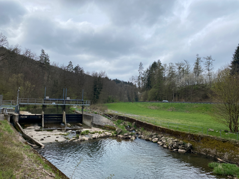 Wehr in der Nagold mit Graureiher