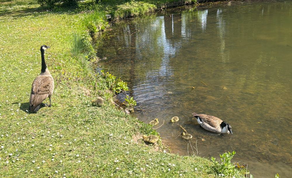 Schwanenweiher Kandel