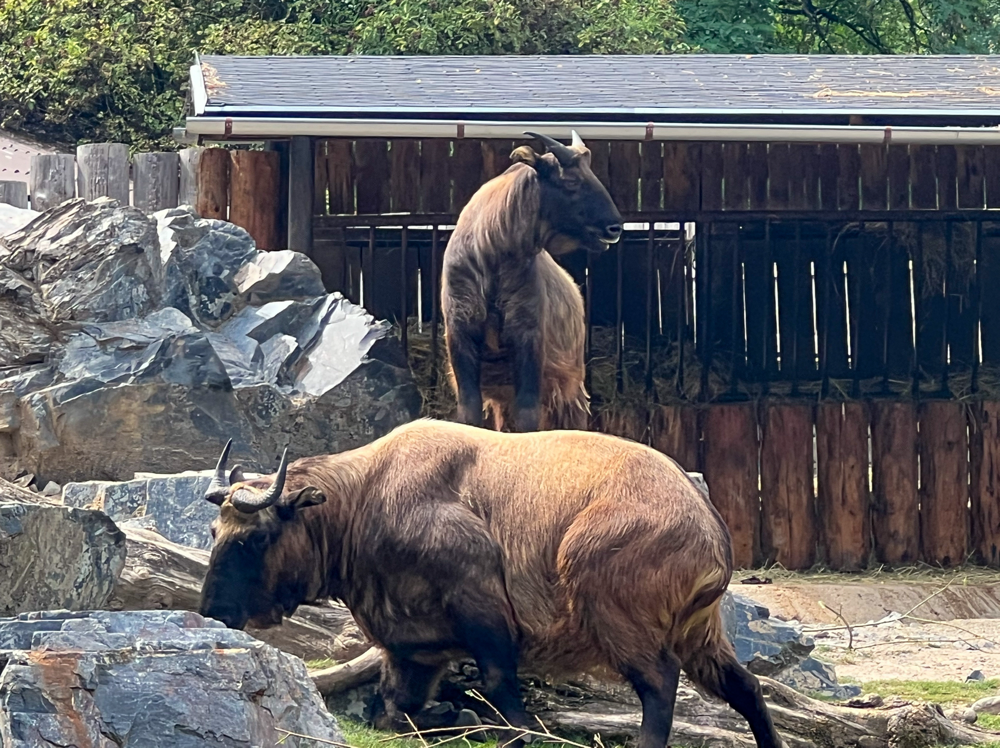 Zu „Bullig“!