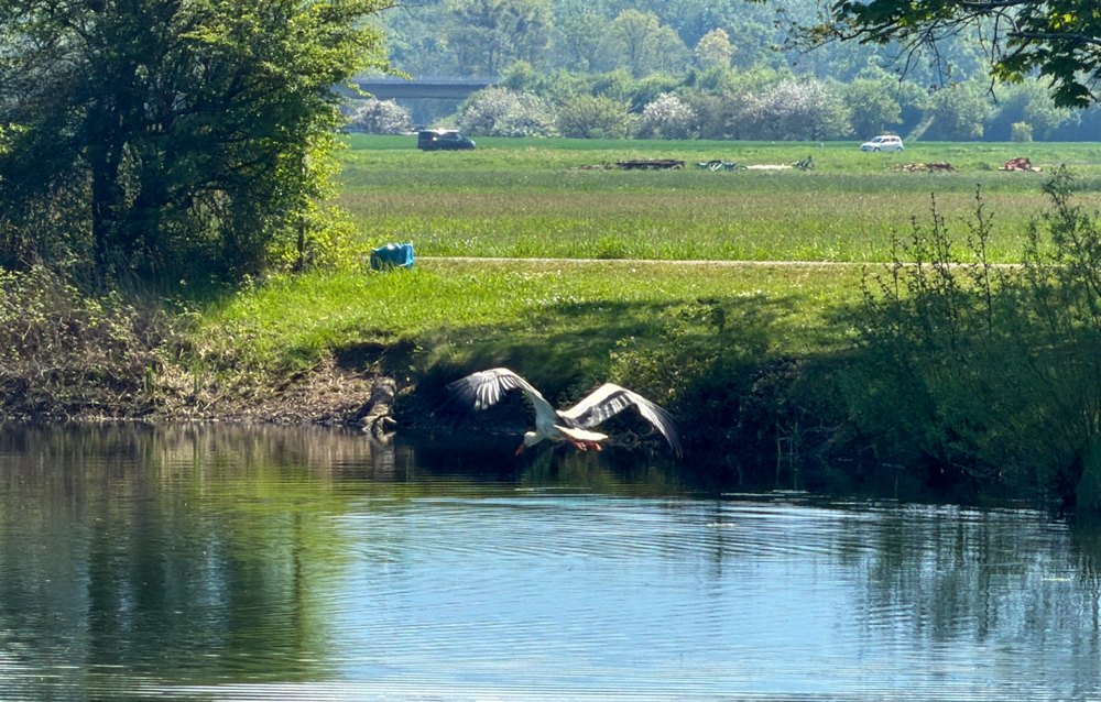 Storch auf der Flucht