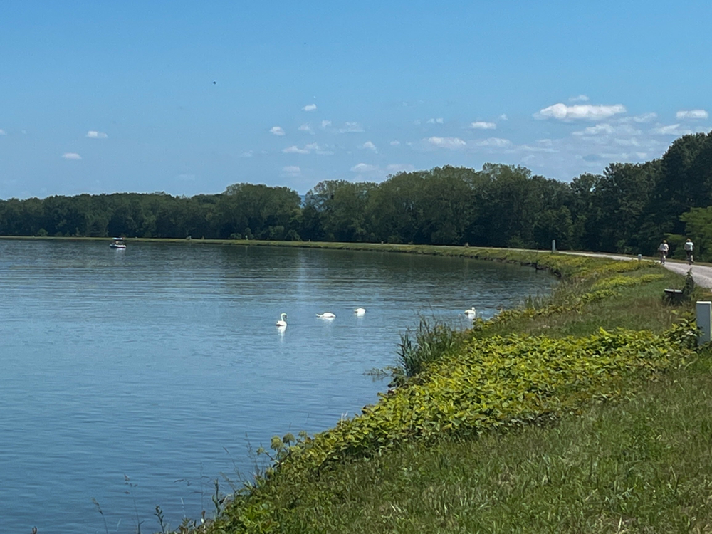 Rhein
