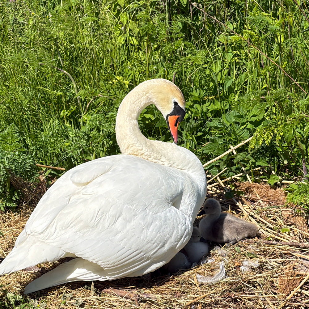Nachwuchs im Nest