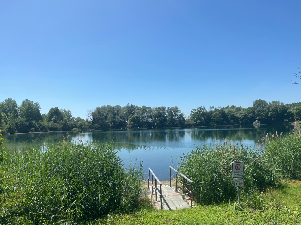 Hanfsee