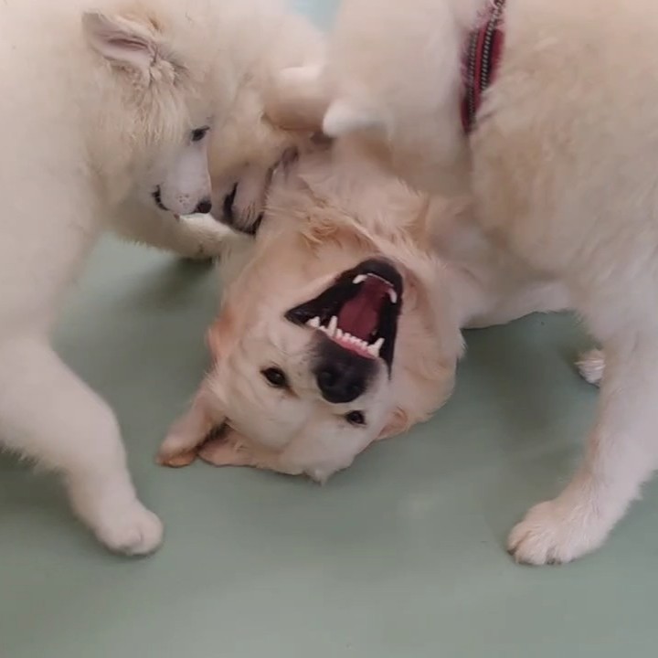 怖い顔するゴールデン君