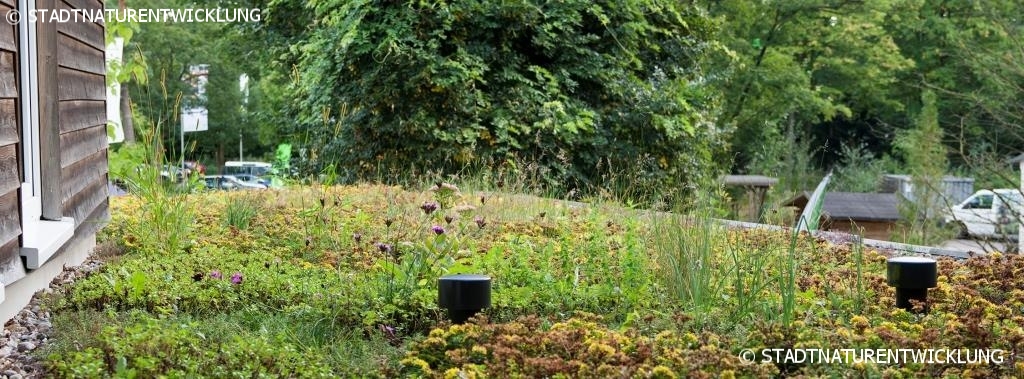 Blütenmeer auf artenreichem Gründach