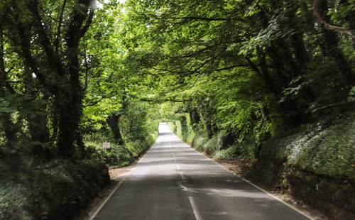 viele Straßen gleichen einem grünen Tunnel