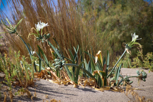 Strandlilien